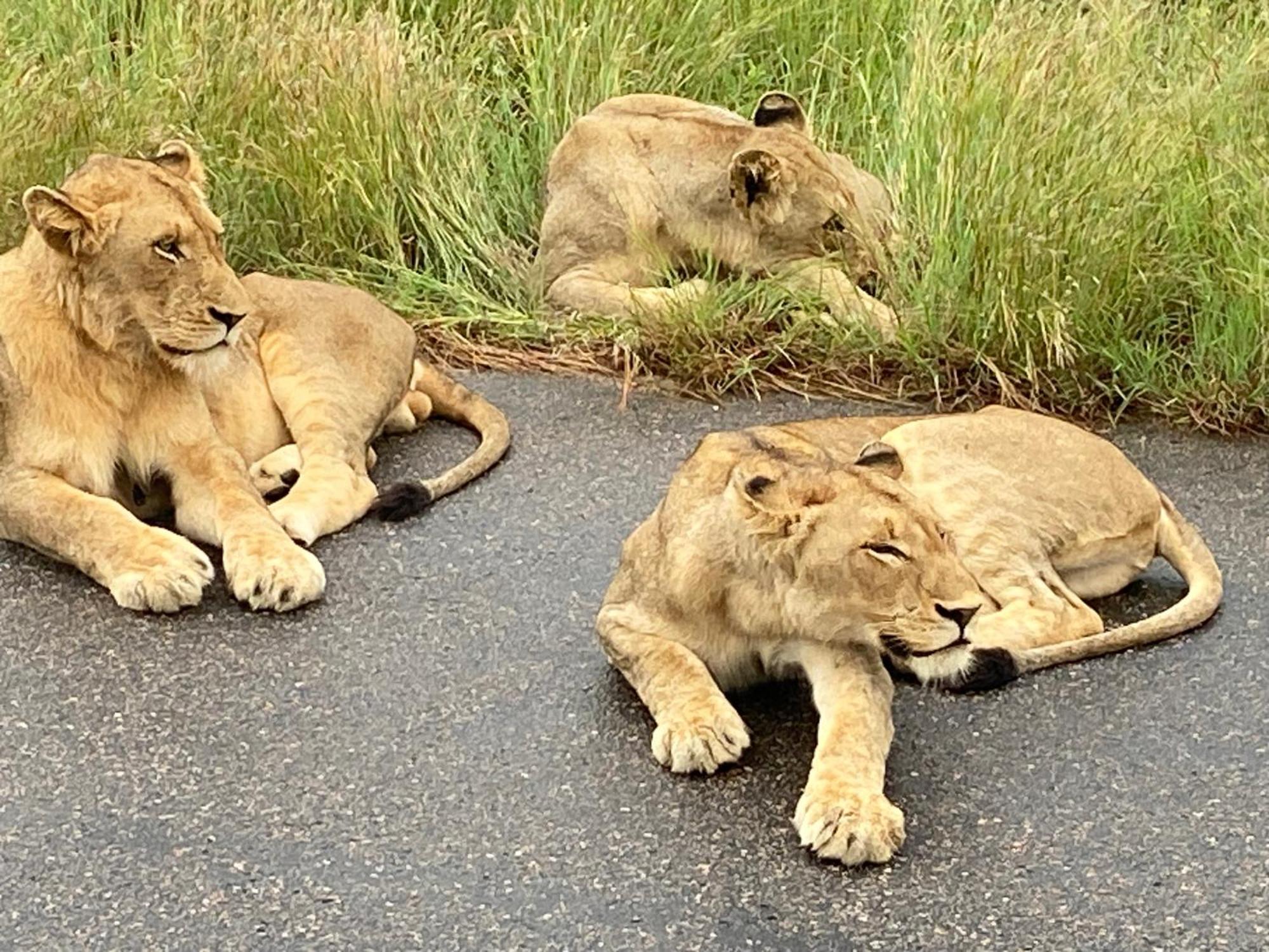 Kholiwe On Kruger Lodge & Safaris Marloth Park Ngoại thất bức ảnh
