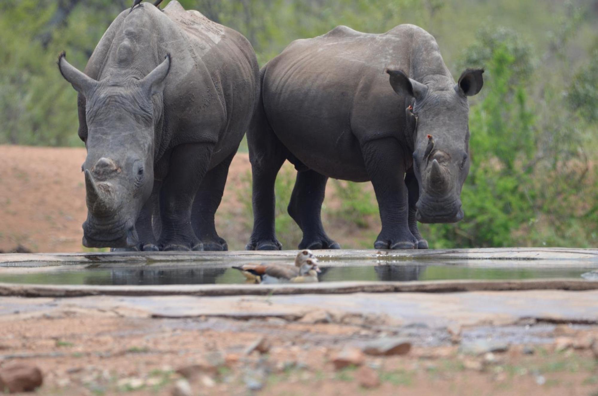 Kholiwe On Kruger Lodge & Safaris Marloth Park Ngoại thất bức ảnh
