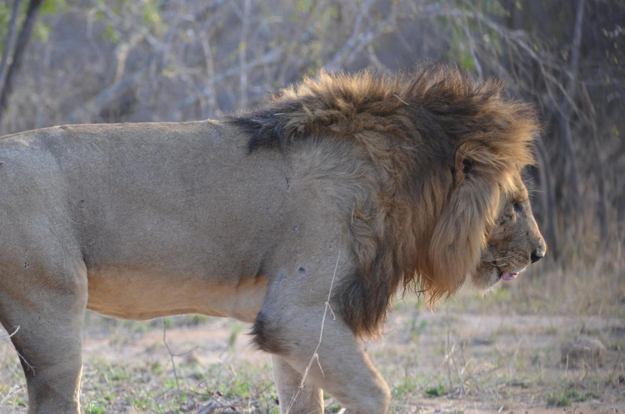 Kholiwe On Kruger Lodge & Safaris Marloth Park Ngoại thất bức ảnh