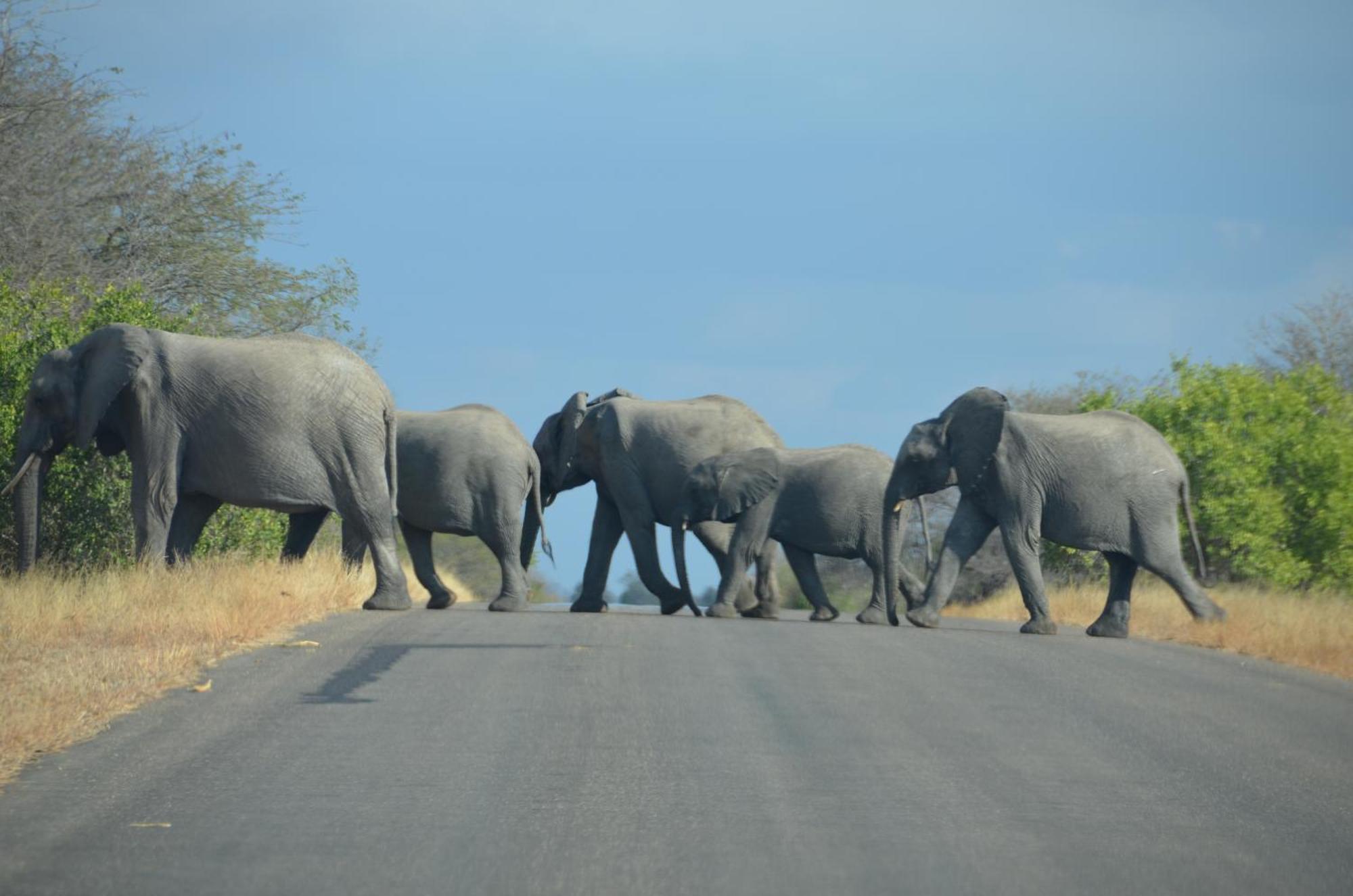 Kholiwe On Kruger Lodge & Safaris Marloth Park Ngoại thất bức ảnh