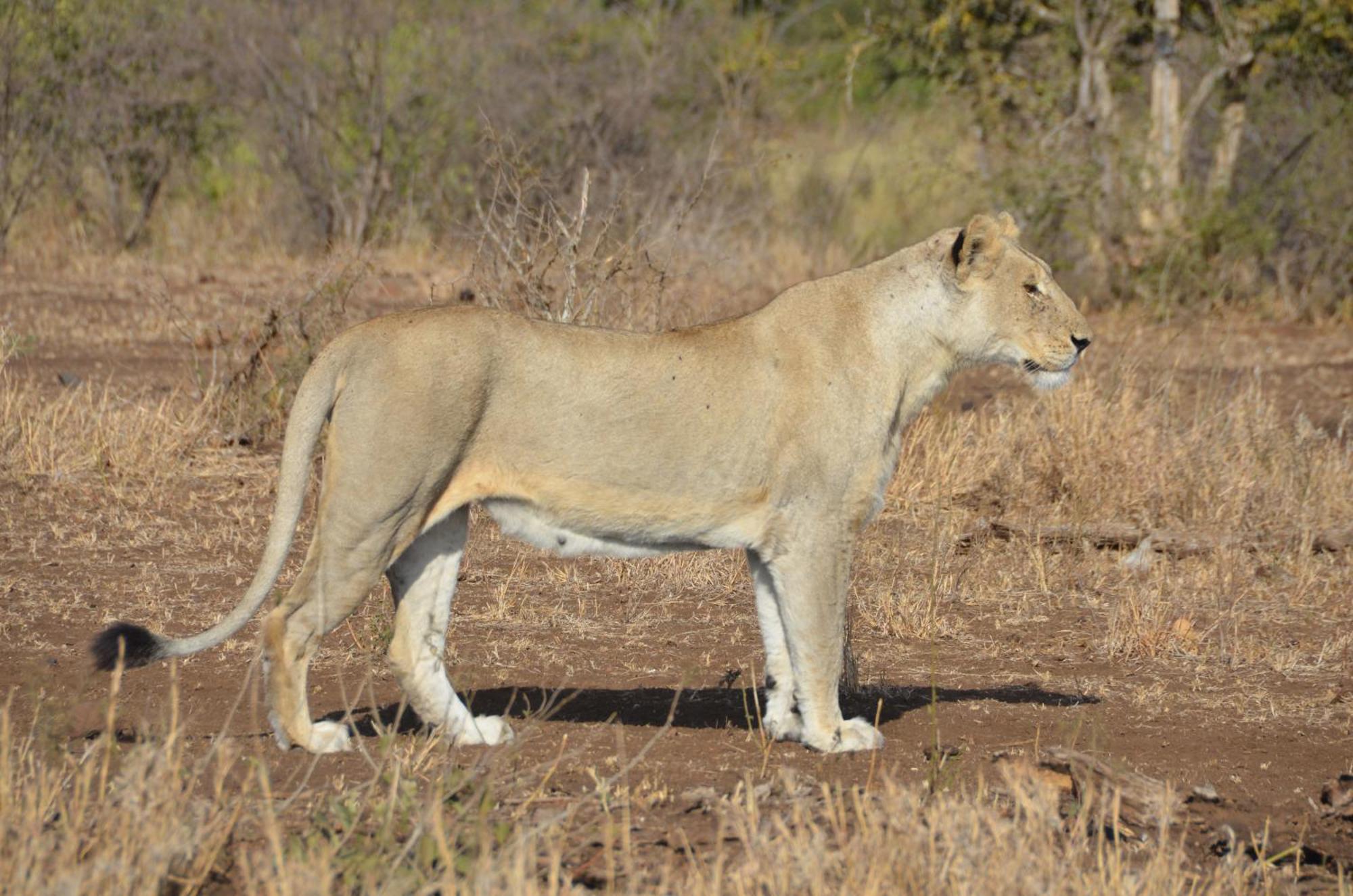 Kholiwe On Kruger Lodge & Safaris Marloth Park Ngoại thất bức ảnh