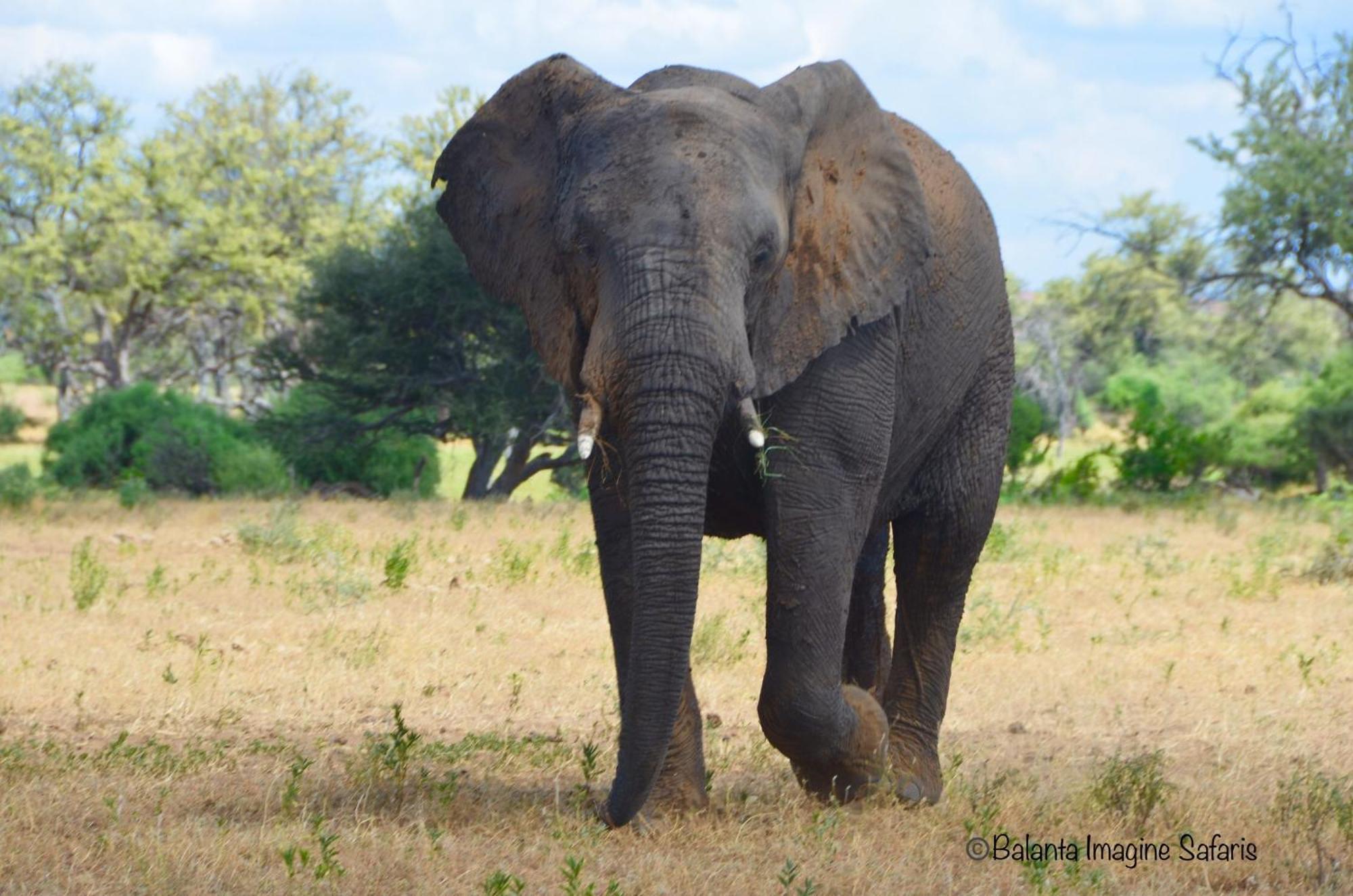 Kholiwe On Kruger Lodge & Safaris Marloth Park Ngoại thất bức ảnh