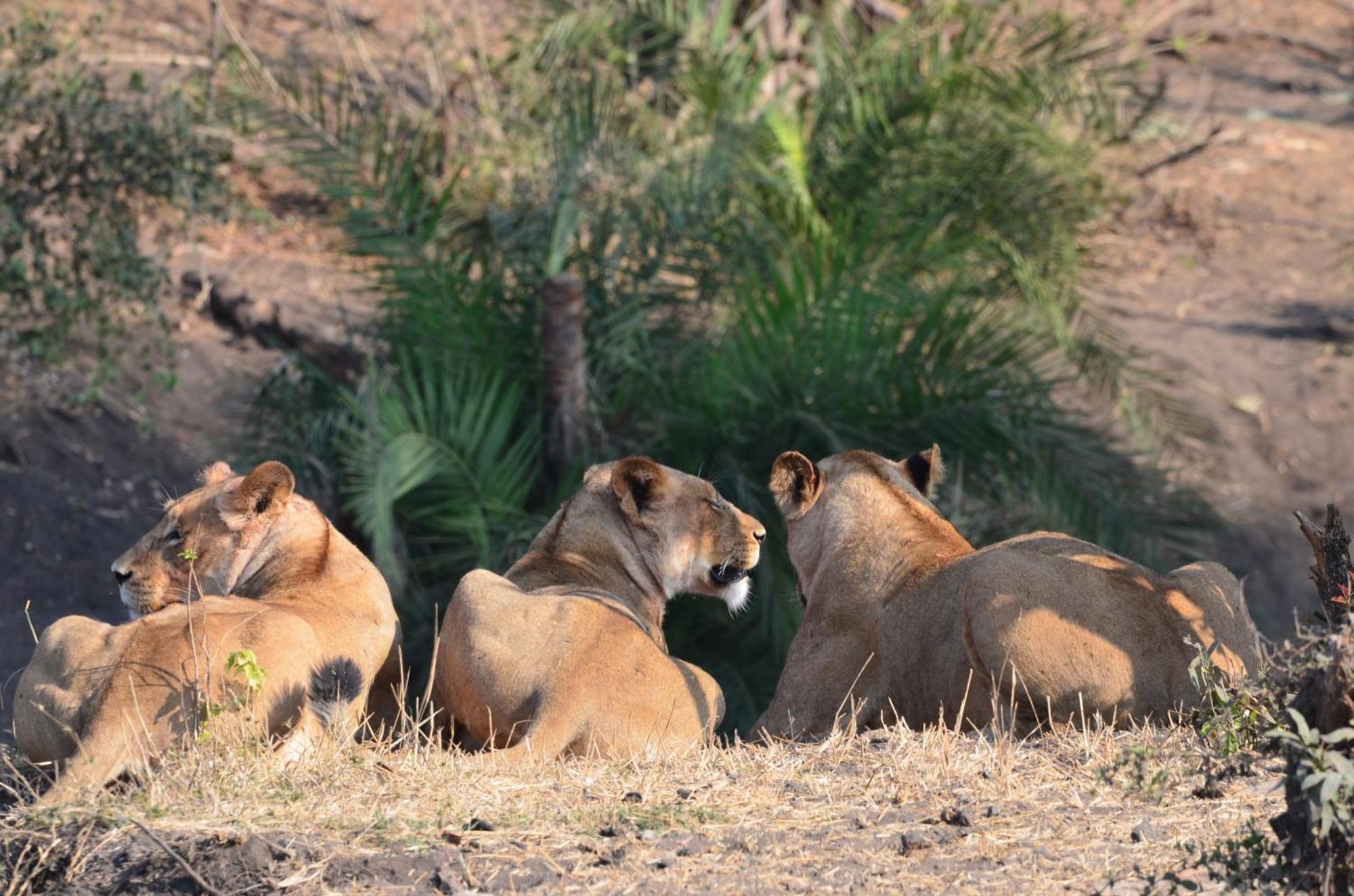 Kholiwe On Kruger Lodge & Safaris Marloth Park Ngoại thất bức ảnh
